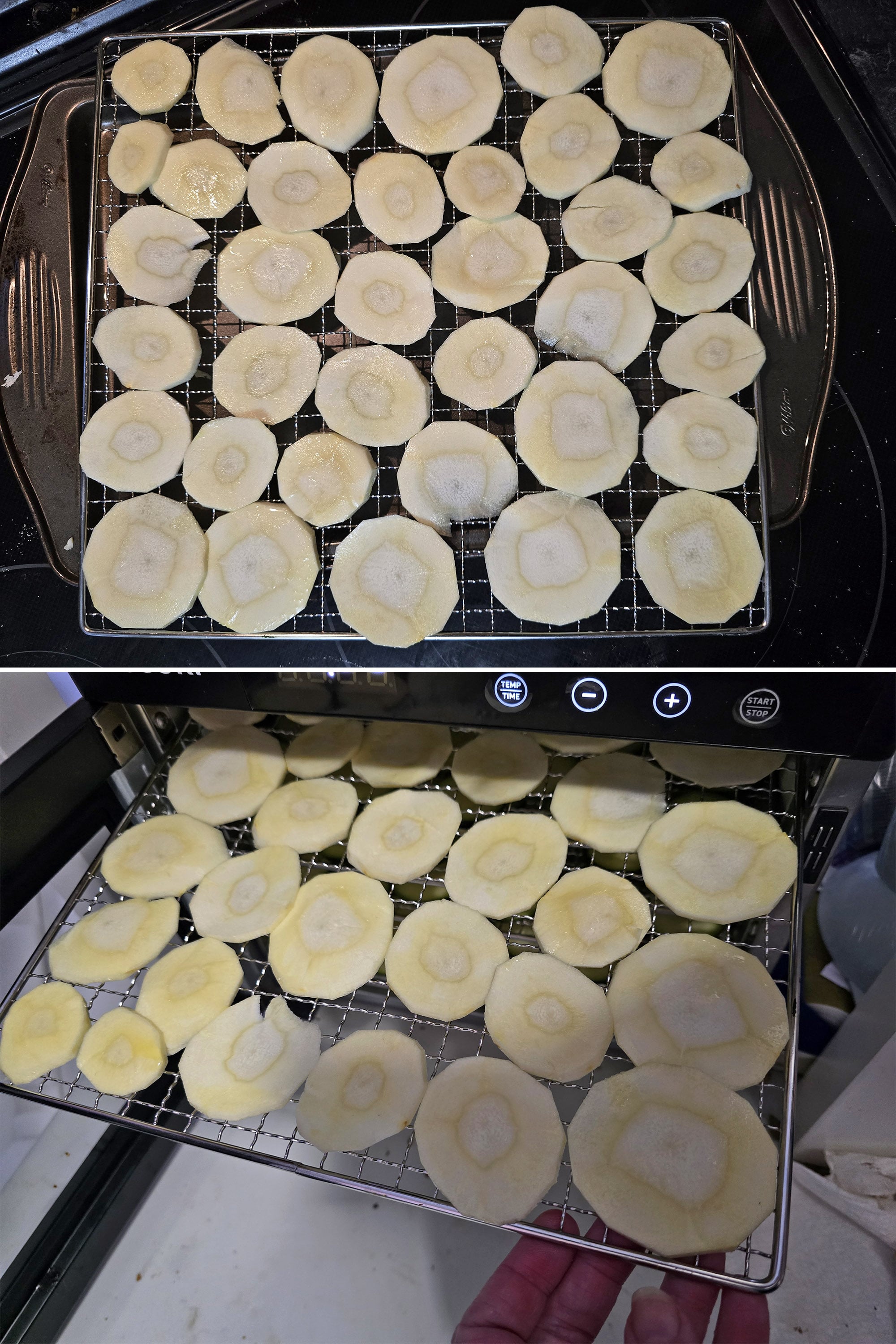 Parsnip slices in a metal rack, and the rack being placed in a dehydrator.